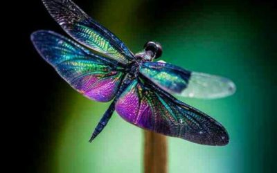 The Boy’s Dragonfly