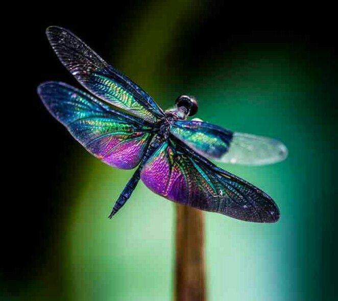 The Boy's Dragonfly - Connection To Healing