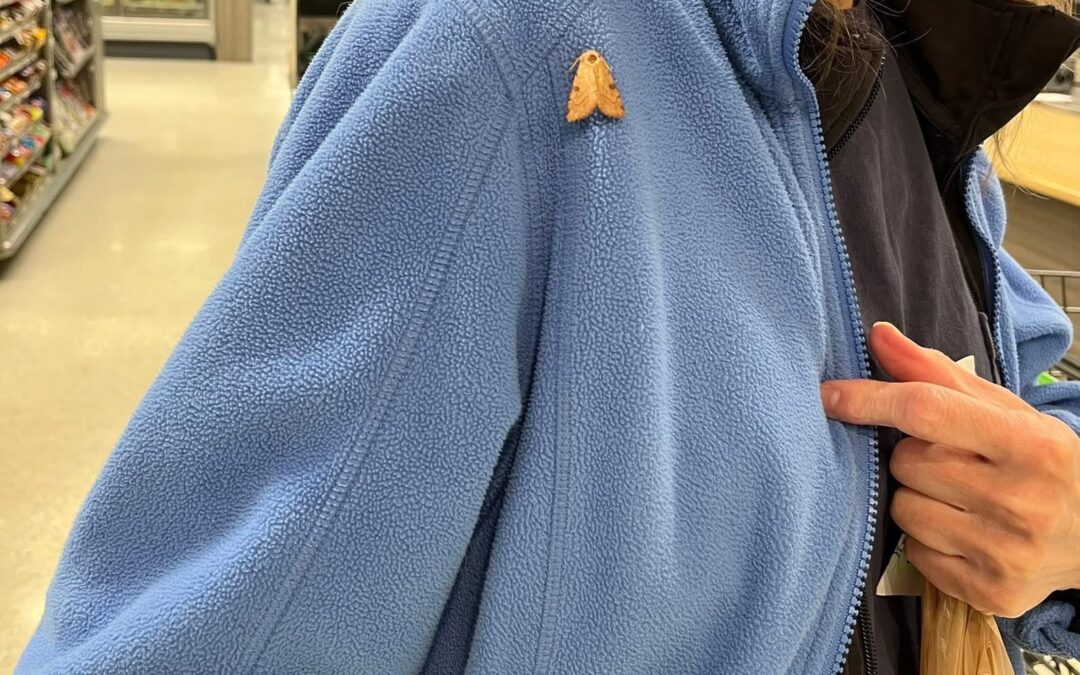 The Moth’s Message