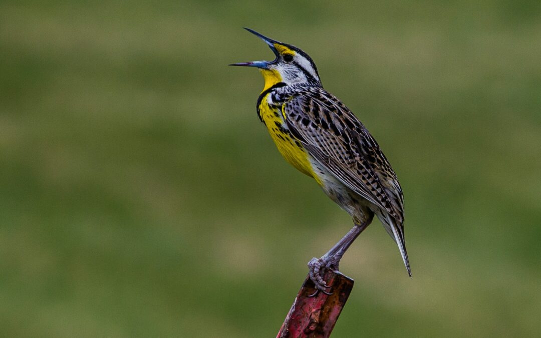 Shechinah: Loneliness