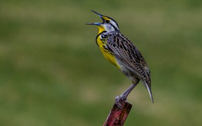 Shechinah: Loneliness