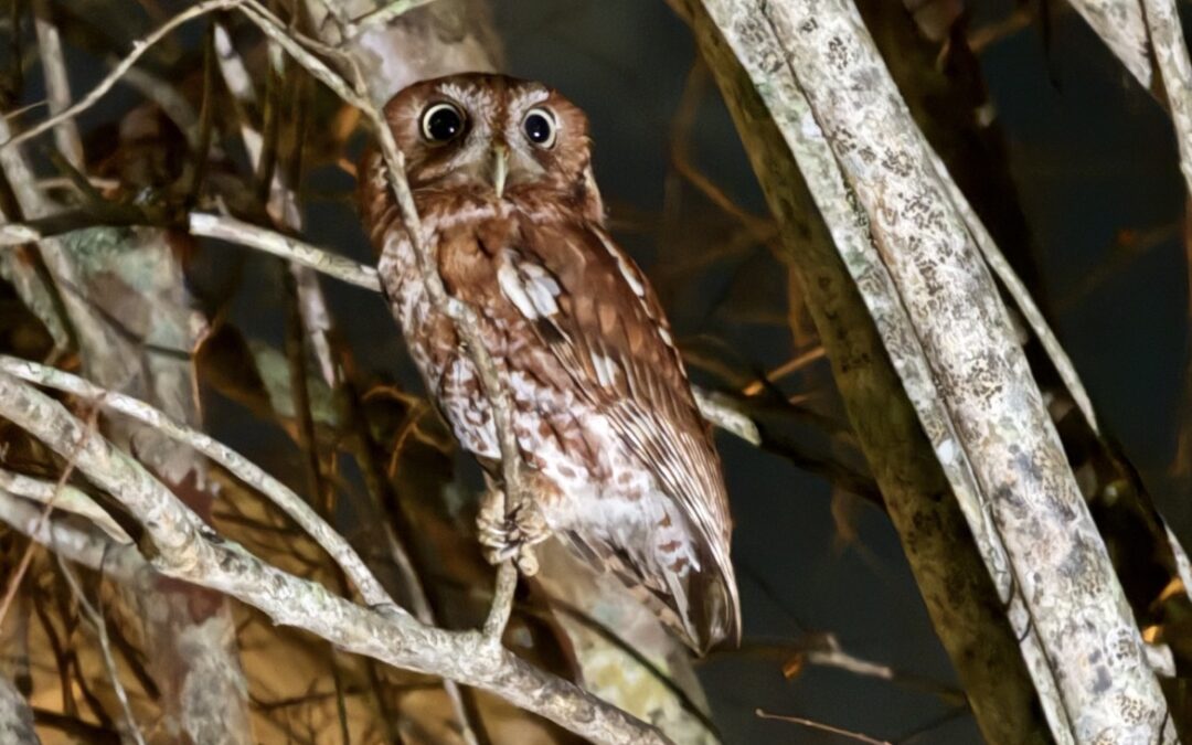 The Owl Lady
