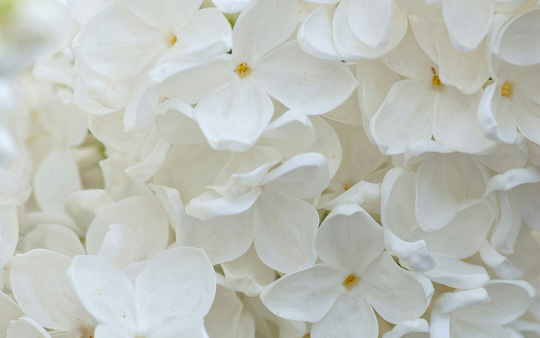 Shechina: Flowers of Healing